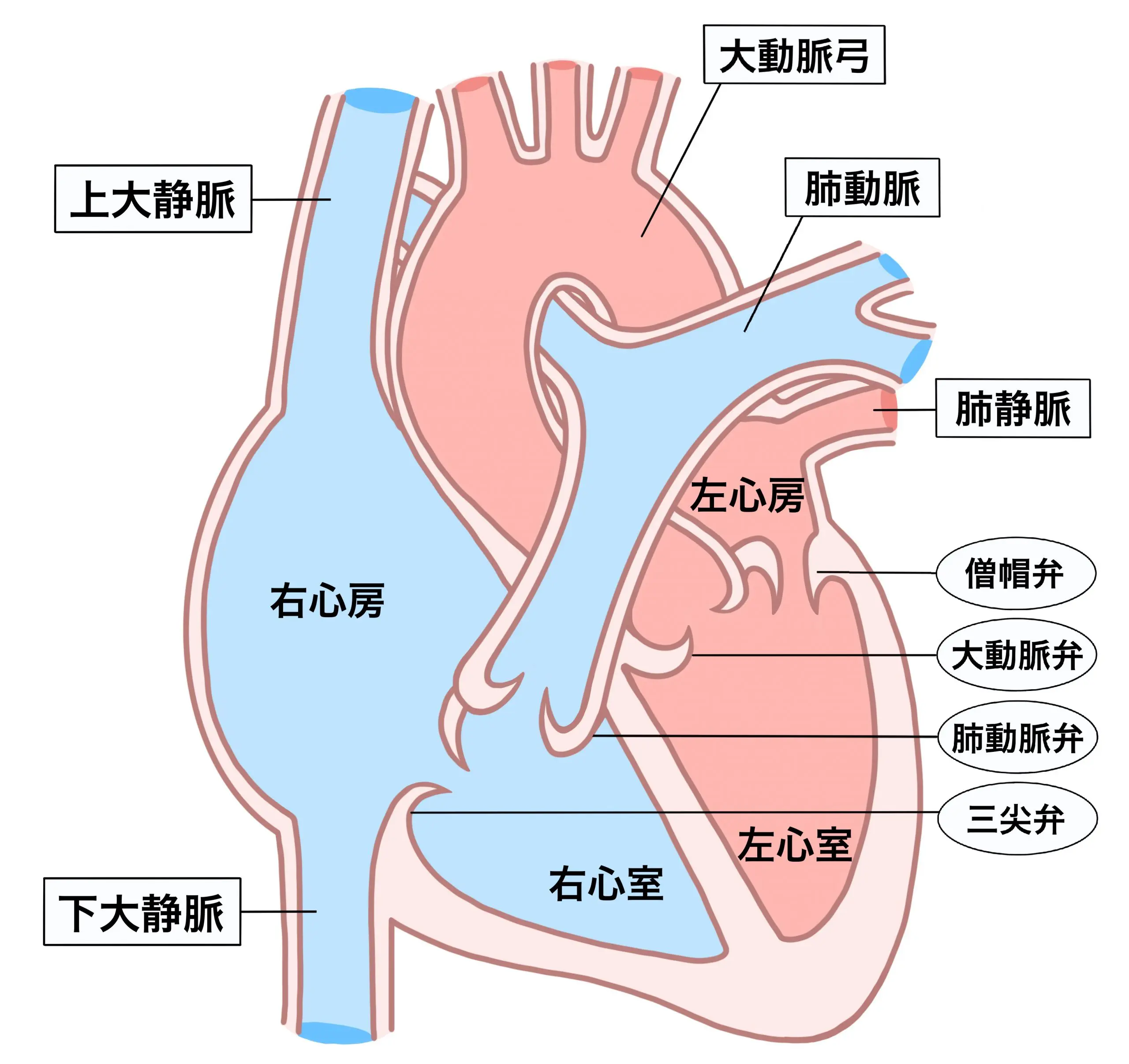 心臓弁膜症 | 久下おおた内科